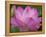 Perry's Water Garden, Lotus Blossom, Franklin, North Carolina, USA-Joanne Wells-Framed Premier Image Canvas