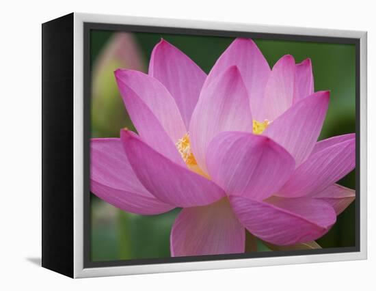 Perry's Water Garden, Lotus Blossom, Franklin, North Carolina, USA-Joanne Wells-Framed Premier Image Canvas