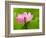 Perry's Water Garden, Lotus Blossom, Franklin, North Carolina, USA-Joanne Wells-Framed Photographic Print