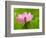 Perry's Water Garden, Lotus Blossom, Franklin, North Carolina, USA-Joanne Wells-Framed Photographic Print