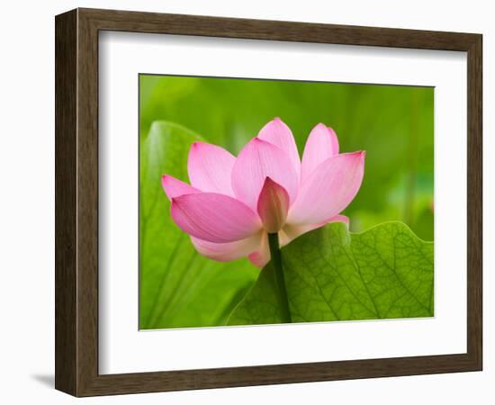 Perry's Water Garden, Lotus Blossom, Franklin, North Carolina, USA-Joanne Wells-Framed Photographic Print