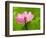 Perry's Water Garden, Lotus Blossom, Franklin, North Carolina, USA-Joanne Wells-Framed Photographic Print