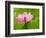 Perry's Water Garden, Lotus Blossom, Franklin, North Carolina, USA-Joanne Wells-Framed Photographic Print