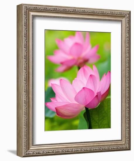 Perry's Water Garden, Lotus Blossom, Franklin, North Carolina, USA-Joanne Wells-Framed Photographic Print