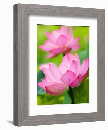 Perry's Water Garden, Lotus Blossom, Franklin, North Carolina, USA-Joanne Wells-Framed Photographic Print