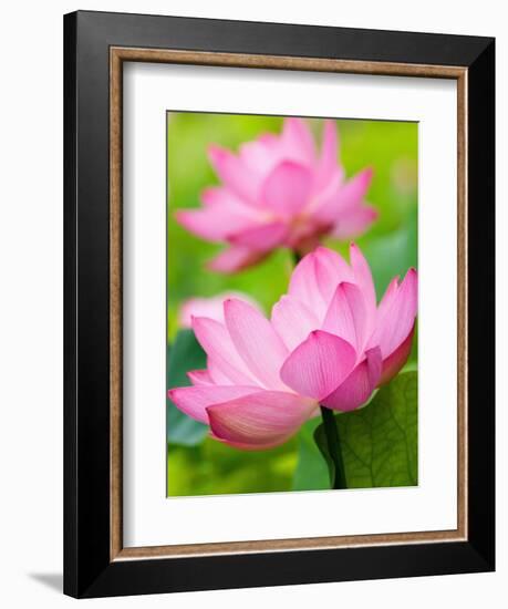 Perry's Water Garden, Lotus Blossom, Franklin, North Carolina, USA-Joanne Wells-Framed Photographic Print