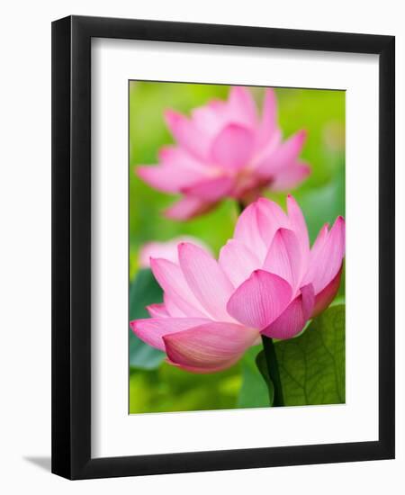 Perry's Water Garden, Lotus Blossom, Franklin, North Carolina, USA-Joanne Wells-Framed Photographic Print