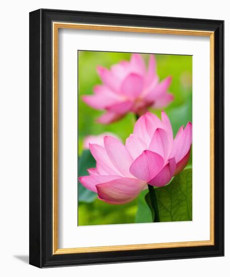 Perry's Water Garden, Lotus Blossom, Franklin, North Carolina, USA-Joanne Wells-Framed Photographic Print