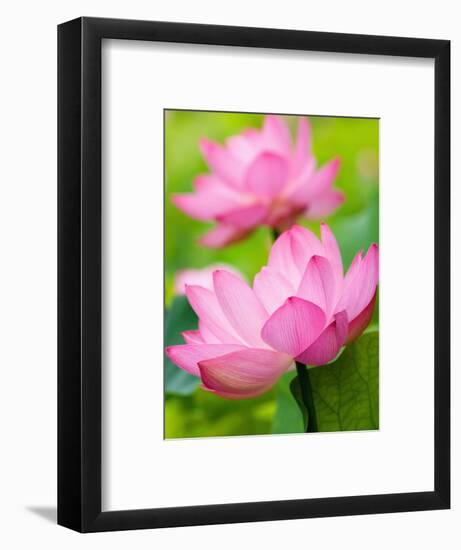 Perry's Water Garden, Lotus Blossom, Franklin, North Carolina, USA-Joanne Wells-Framed Photographic Print