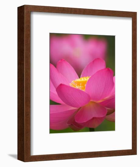 Perry's Water Garden, Lotus Blossom, Franklin, North Carolina, USA-Joanne Wells-Framed Photographic Print