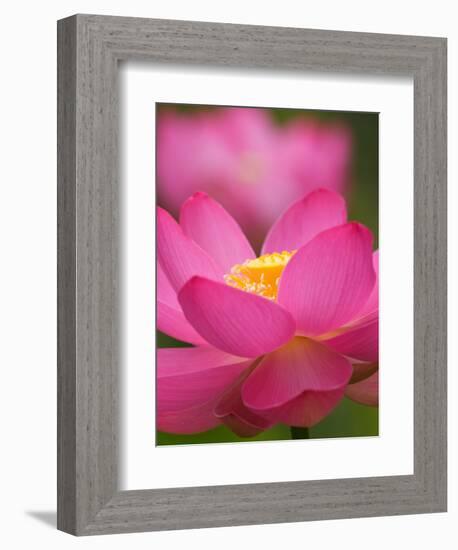 Perry's Water Garden, Lotus Blossom, Franklin, North Carolina, USA-Joanne Wells-Framed Photographic Print