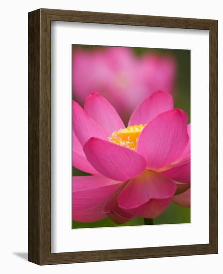 Perry's Water Garden, Lotus Blossom, Franklin, North Carolina, USA-Joanne Wells-Framed Photographic Print