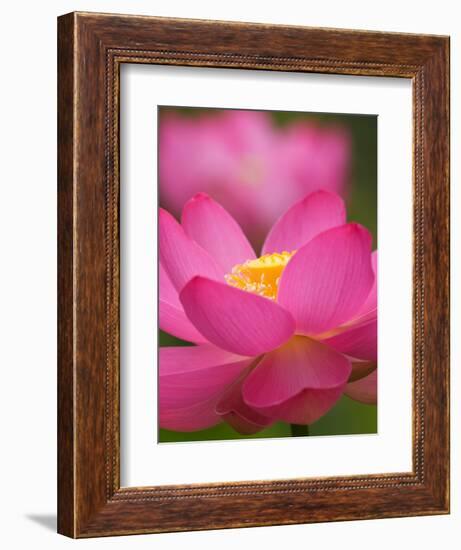 Perry's Water Garden, Lotus Blossom, Franklin, North Carolina, USA-Joanne Wells-Framed Photographic Print