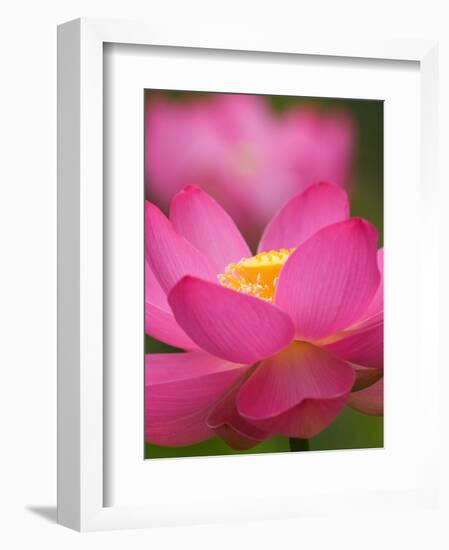 Perry's Water Garden, Lotus Blossom, Franklin, North Carolina, USA-Joanne Wells-Framed Photographic Print