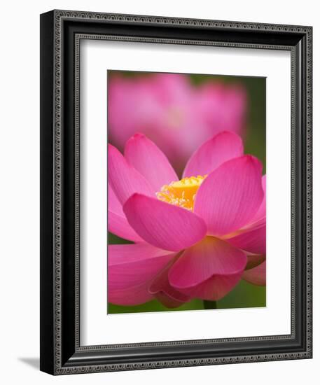 Perry's Water Garden, Lotus Blossom, Franklin, North Carolina, USA-Joanne Wells-Framed Photographic Print