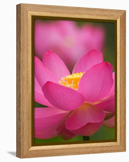 Perry's Water Garden, Lotus Blossom, Franklin, North Carolina, USA-Joanne Wells-Framed Premier Image Canvas