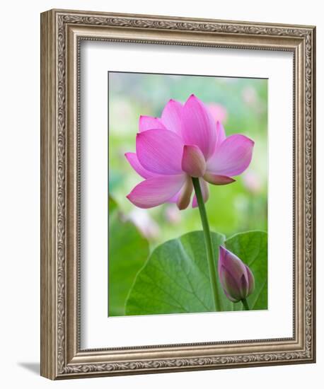 Perry's Water Garden, Lotus Blossom, Franklin, North Carolina, USA-Joanne Wells-Framed Premium Photographic Print