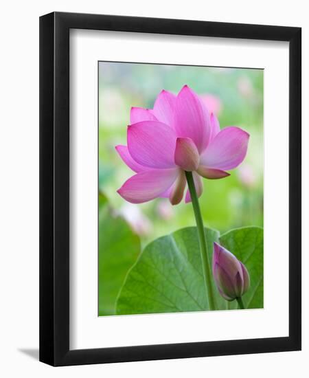 Perry's Water Garden, Lotus Blossom, Franklin, North Carolina, USA-Joanne Wells-Framed Premium Photographic Print