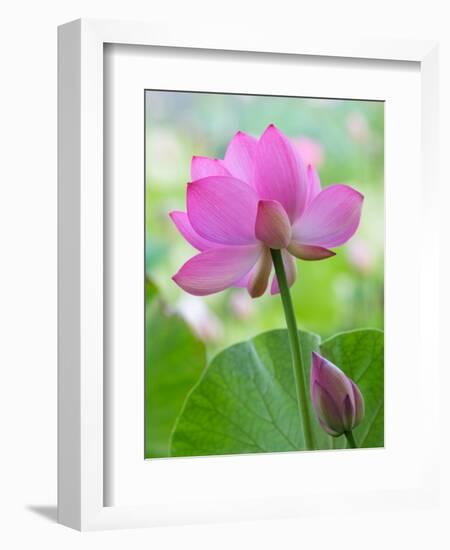 Perry's Water Garden, Lotus Blossom, Franklin, North Carolina, USA-Joanne Wells-Framed Premium Photographic Print