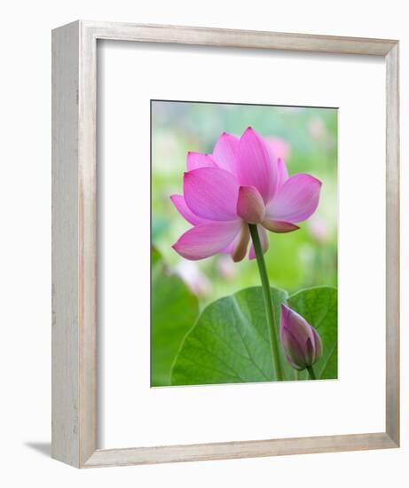 Perry's Water Garden, Lotus Blossom, Franklin, North Carolina, USA-Joanne Wells-Framed Photographic Print