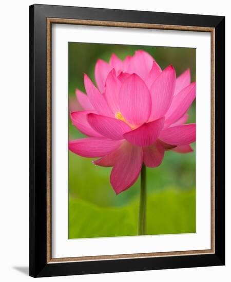 Perry's Water Garden, Lotus Flower, Franklin, North Carolina, USA-Joanne Wells-Framed Photographic Print