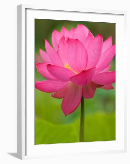 Perry's Water Garden, Lotus Flower, Franklin, North Carolina, USA-Joanne Wells-Framed Photographic Print