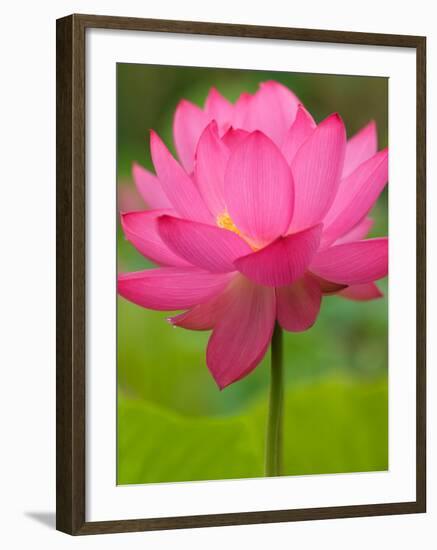 Perry's Water Garden, Lotus Flower, Franklin, North Carolina, USA-Joanne Wells-Framed Photographic Print