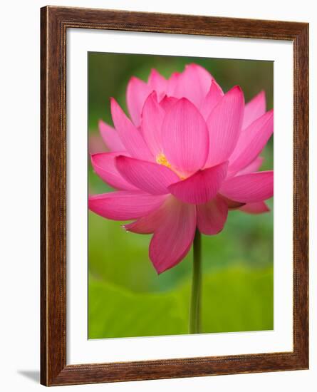 Perry's Water Garden, Lotus Flower, Franklin, North Carolina, USA-Joanne Wells-Framed Photographic Print