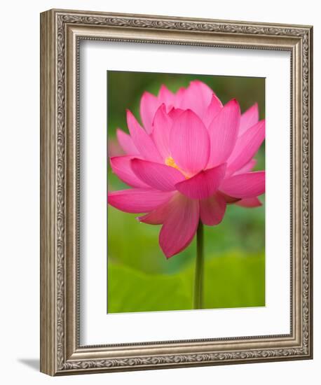 Perry's Water Garden, Lotus Flower, Franklin, North Carolina, USA-Joanne Wells-Framed Photographic Print