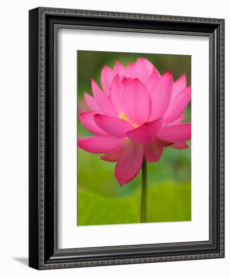 Perry's Water Garden, Lotus Flower, Franklin, North Carolina, USA-Joanne Wells-Framed Photographic Print