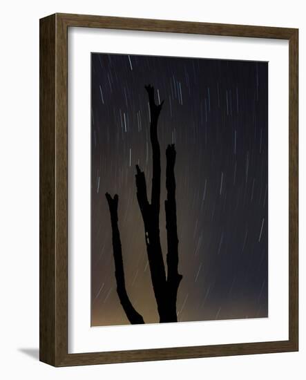 Perseus constellation meteor showing, Florida, USA-Maresa Pryor-Framed Photographic Print