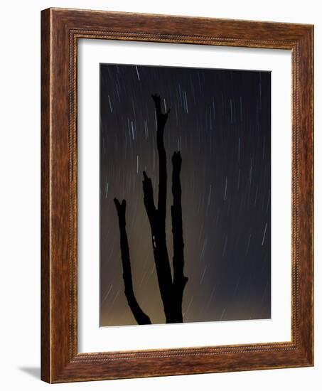Perseus constellation meteor showing, Florida, USA-Maresa Pryor-Framed Photographic Print