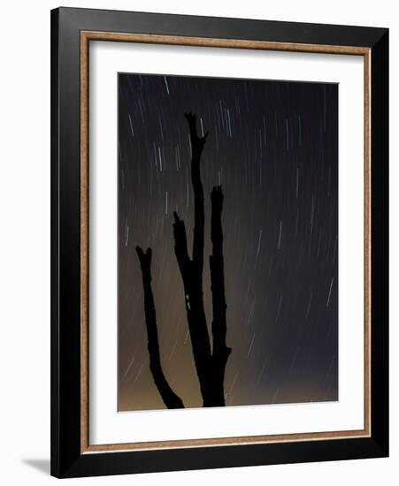 Perseus constellation meteor showing, Florida, USA-Maresa Pryor-Framed Photographic Print