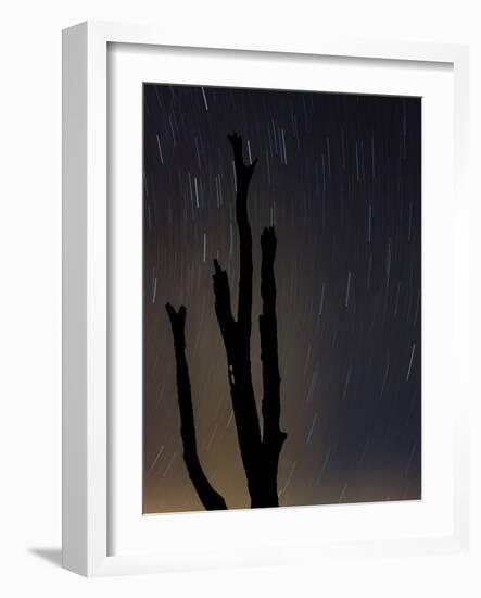 Perseus constellation meteor showing, Florida, USA-Maresa Pryor-Framed Photographic Print