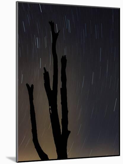 Perseus constellation meteor showing, Florida, USA-Maresa Pryor-Mounted Photographic Print