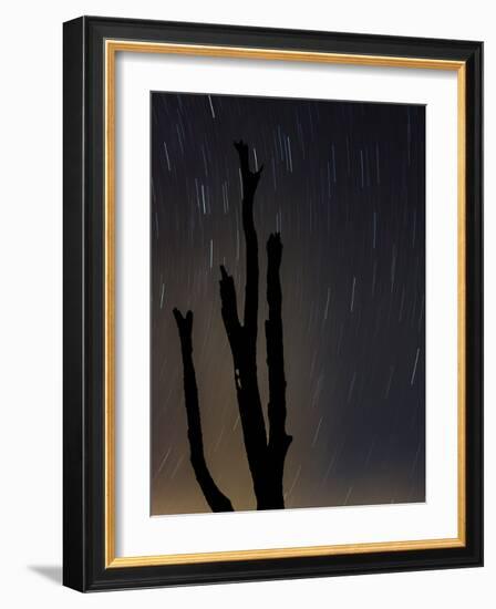 Perseus constellation meteor showing, Florida, USA-Maresa Pryor-Framed Photographic Print