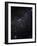 Perseus Constellation-Eckhard Slawik-Framed Photographic Print