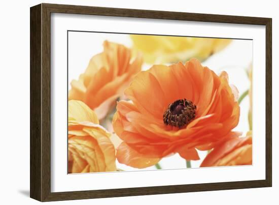 Persian Buttercup (Ranunculus Asiaticus)-Erika Craddock-Framed Photographic Print