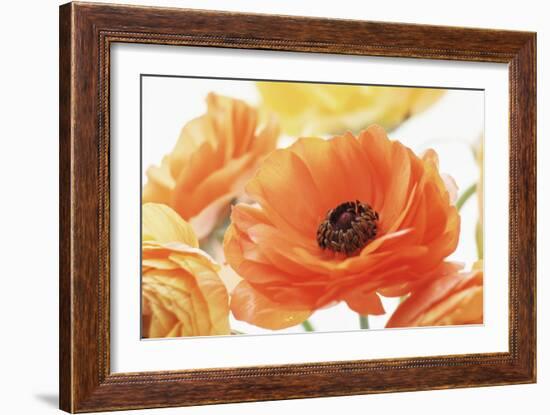 Persian Buttercup (Ranunculus Asiaticus)-Erika Craddock-Framed Photographic Print