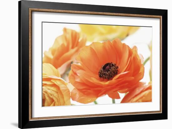 Persian Buttercup (Ranunculus Asiaticus)-Erika Craddock-Framed Photographic Print