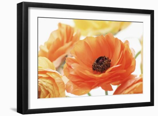 Persian Buttercup (Ranunculus Asiaticus)-Erika Craddock-Framed Photographic Print