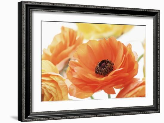 Persian Buttercup (Ranunculus Asiaticus)-Erika Craddock-Framed Photographic Print