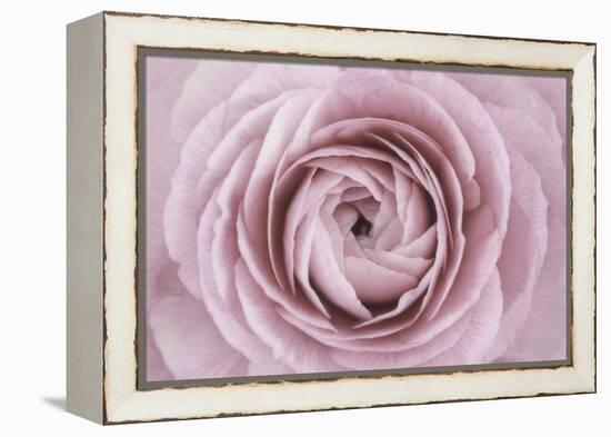 Persian Buttercup-Cora Niele-Framed Premier Image Canvas