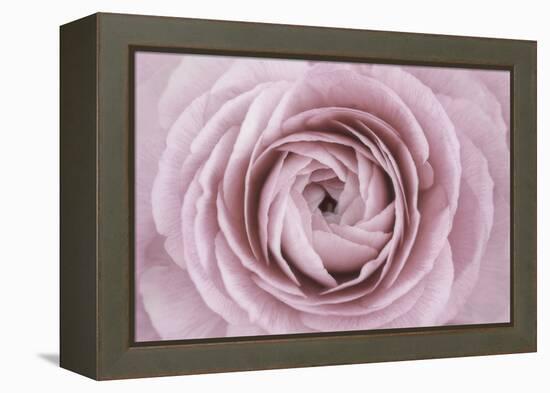 Persian Buttercup-Cora Niele-Framed Premier Image Canvas