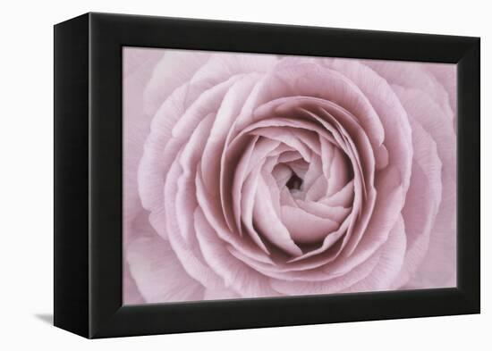 Persian Buttercup-Cora Niele-Framed Premier Image Canvas