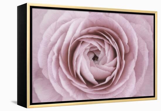 Persian Buttercup-Cora Niele-Framed Premier Image Canvas