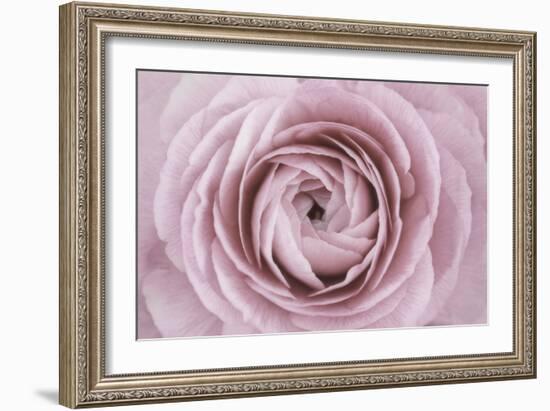 Persian Buttercup-Cora Niele-Framed Photographic Print