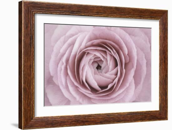 Persian Buttercup-Cora Niele-Framed Photographic Print