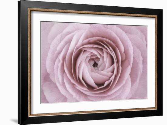 Persian Buttercup-Cora Niele-Framed Photographic Print