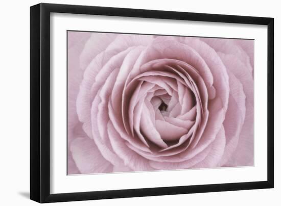 Persian Buttercup-Cora Niele-Framed Photographic Print